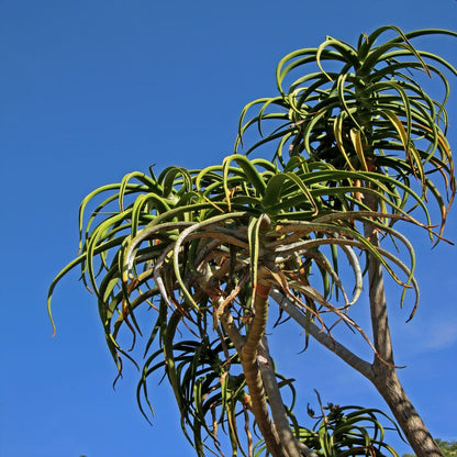 Aloe Barberae