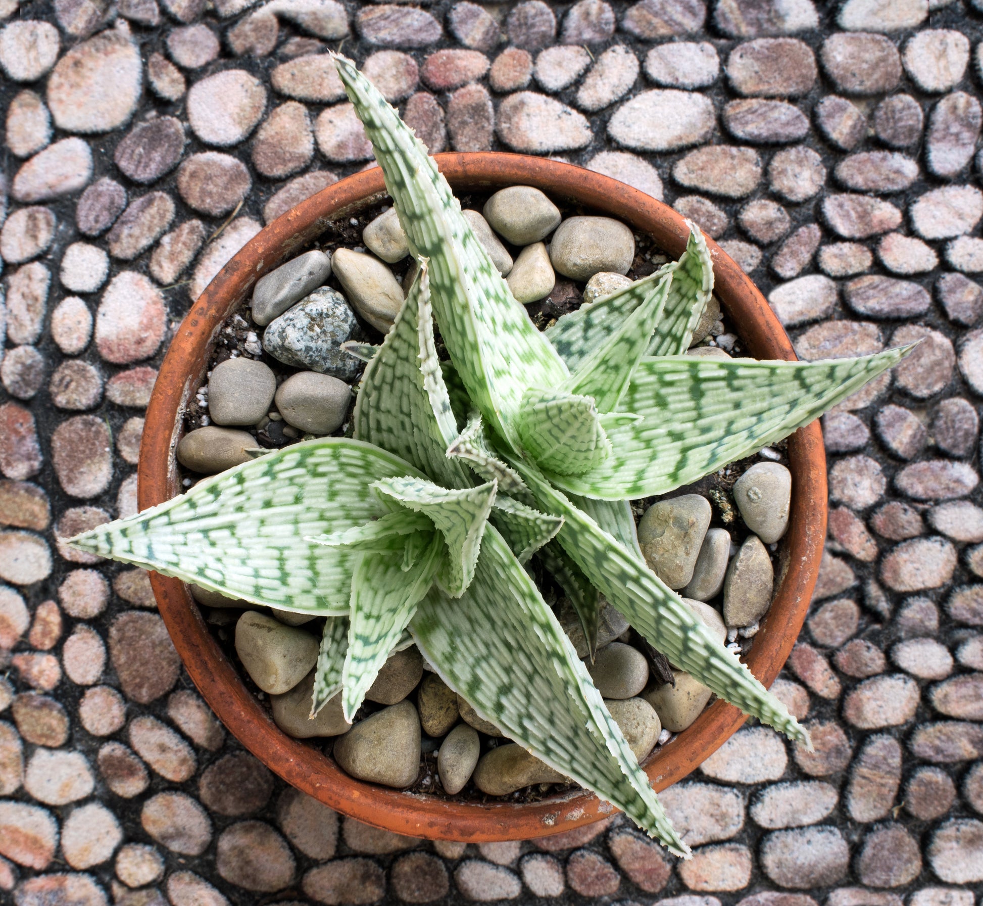 aloe vera hybrid plant Aloe Hybrid Delta Lights 130mm – Succulents World