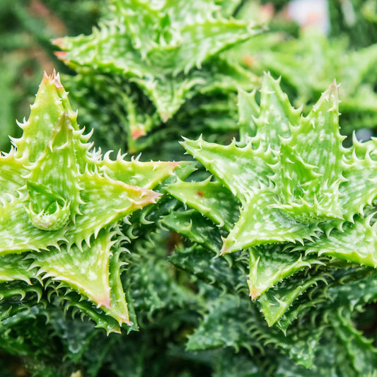 Aloe Juvenna