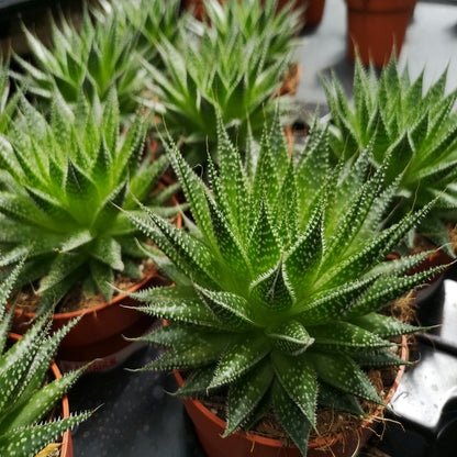 Aloe Sunstar