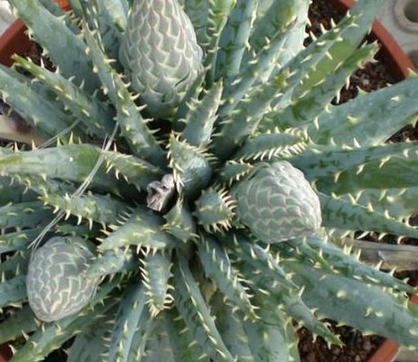 Aloe Hybrid Longistyla 130mm pot