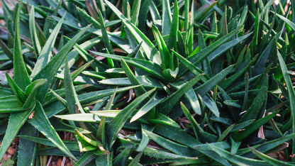 Aloe 'Black Gem'  80mm