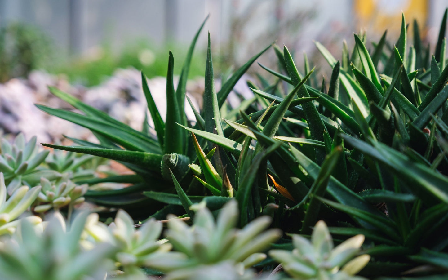 Aloe 'Black Gem'  80mm