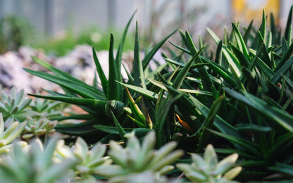 Aloe 'Black Gem'  80mm