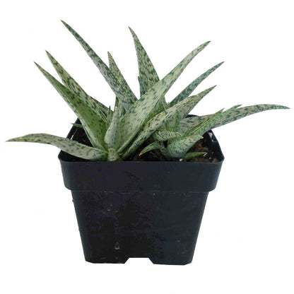 Aloe - Mint