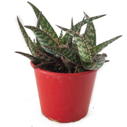 Aloe - Pink Tips