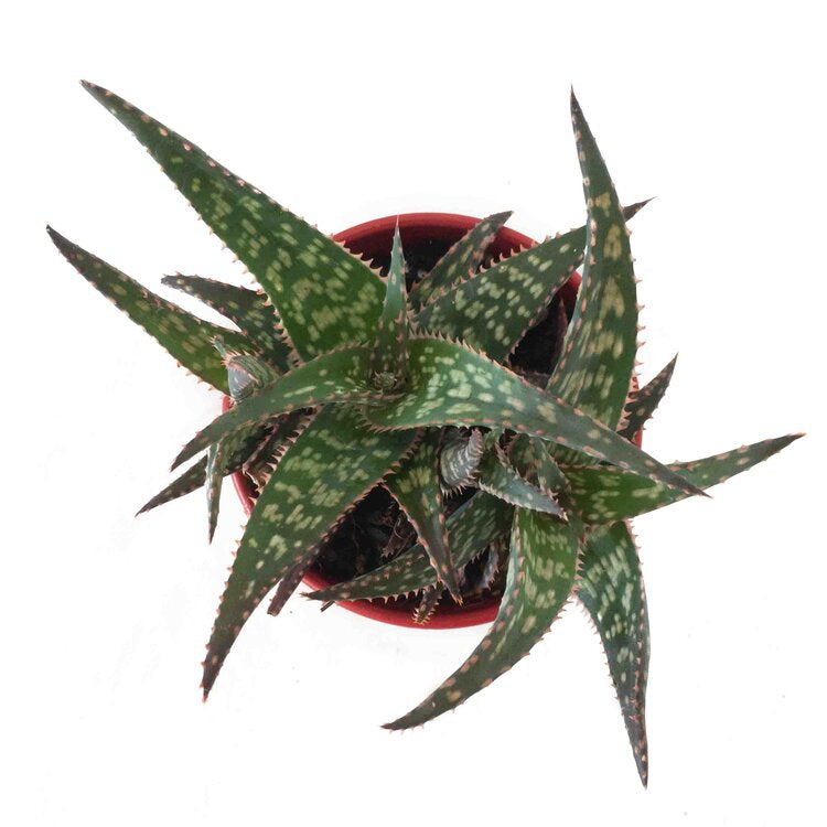 Aloe - Pink Tips