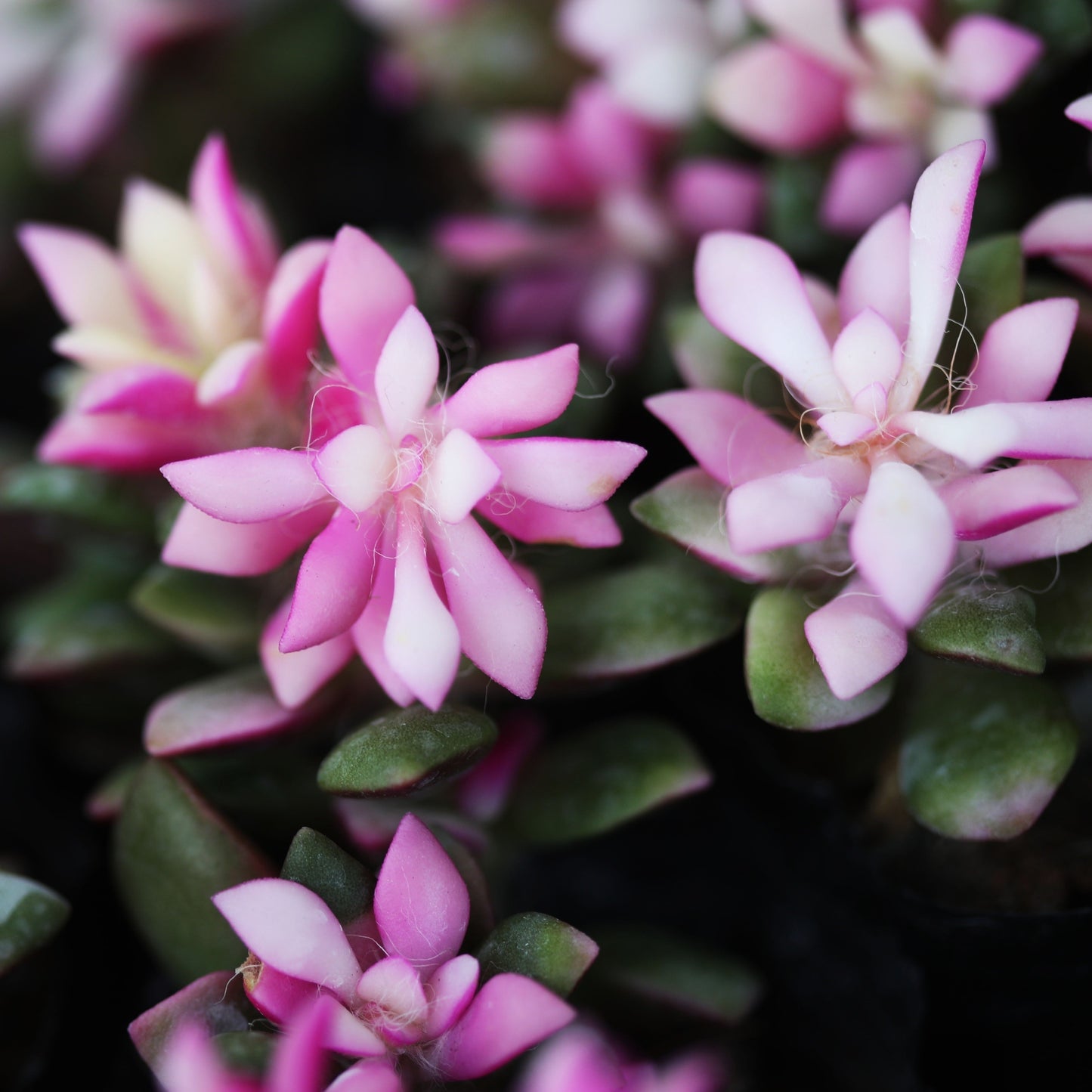 Anacampseros Rufescens (Sand Rose)