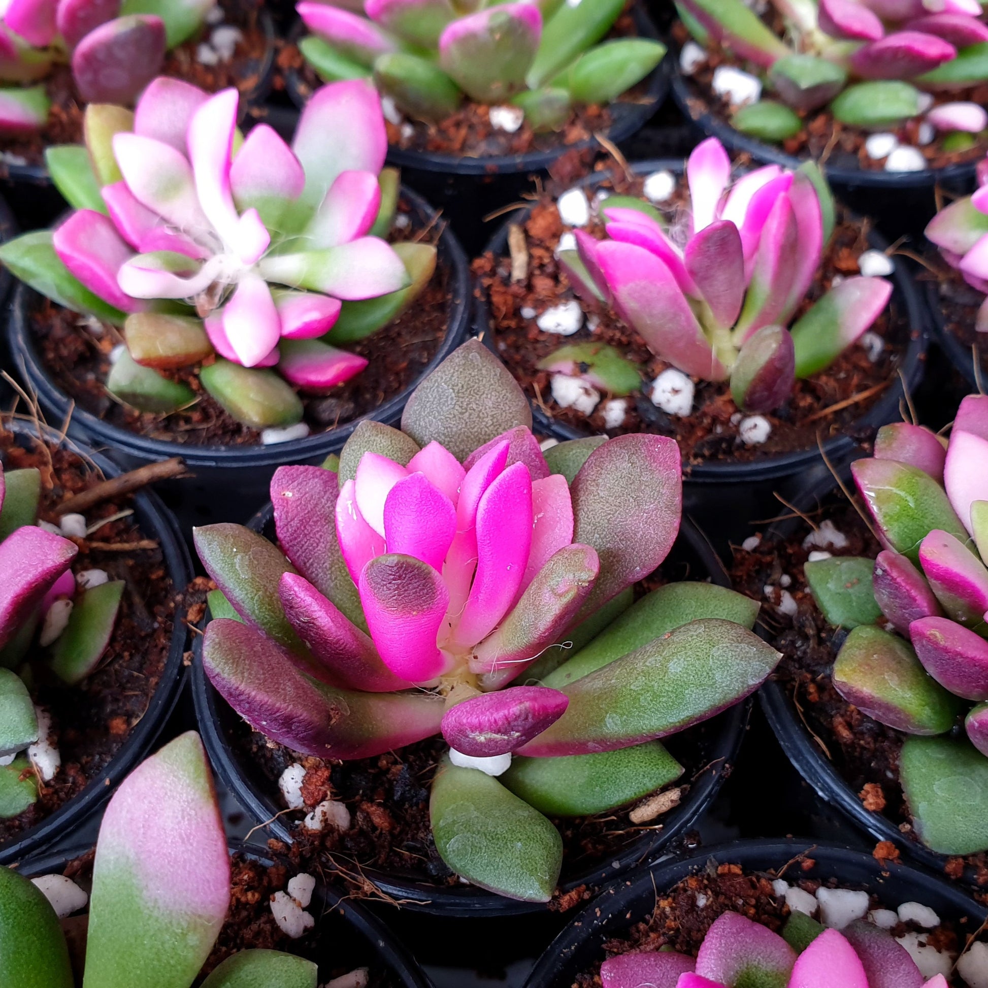 anacampseros sunrise succulent Anacampseros Sunrise-80mm – Succulents World