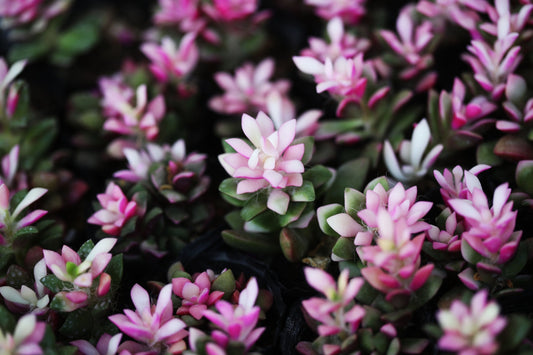 Anacampseros Rufescens (Sand Rose)