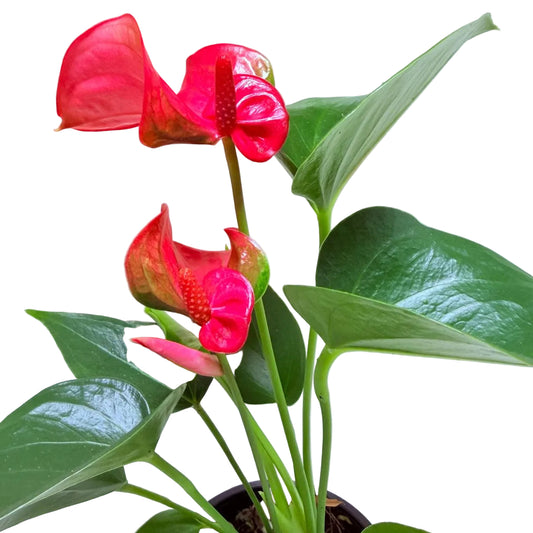 Anthurium Melito 100mm pink Anthurium plant with glossy green leaves