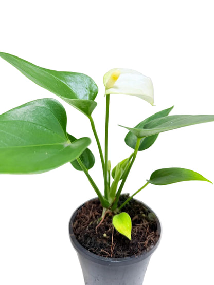 A small potted Anthurium plant with glossy green heart-shaped leaves and a single white flower with a yellow center, growing in a black nursery pot against a plain white background.