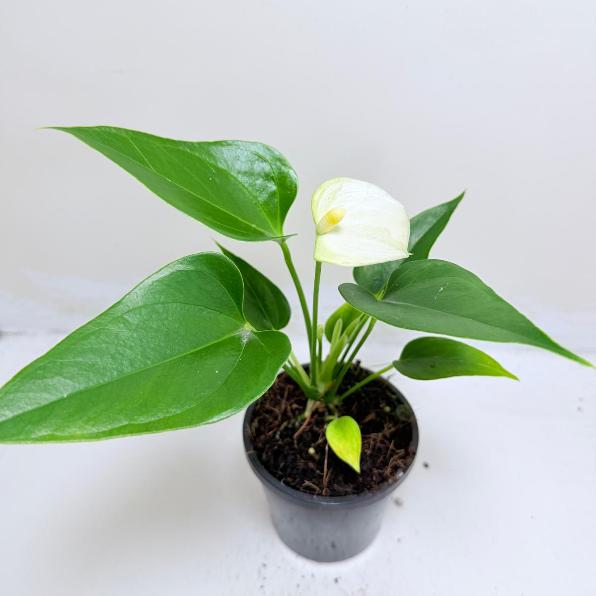 Anthurium Alpine – Elegant White Flowering Indoor Plant Succulents World
