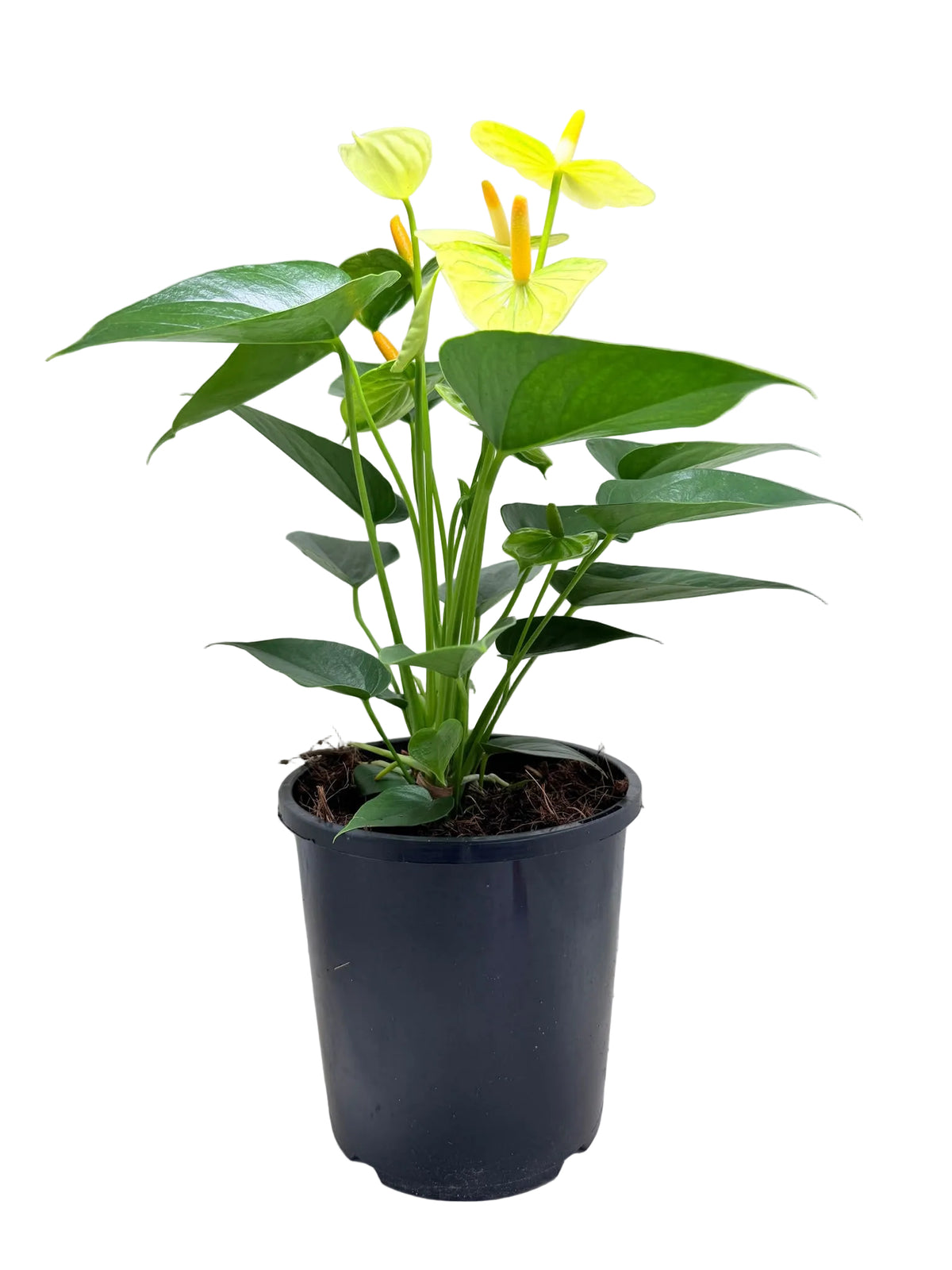 A potted Anthurium plant with bright yellow flowers and green leaves, in a black plastic nursery pot, photographed against a plain white background.