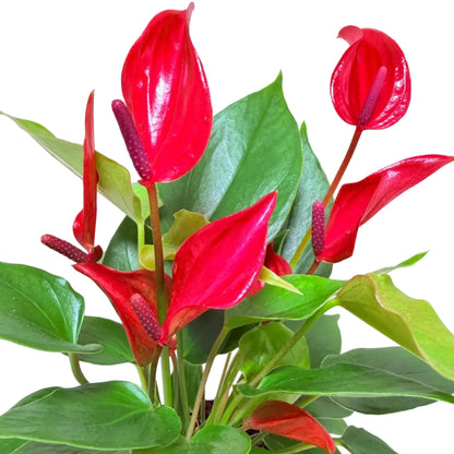Buy Anthurium Banderola Lava | Statement Indoor Plant