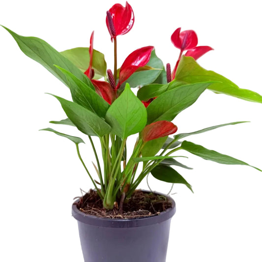 Potted Anthurium with red flowers and glossy green leaves on a clean white background, tropical indoor houseplant suitable for Australian homes.