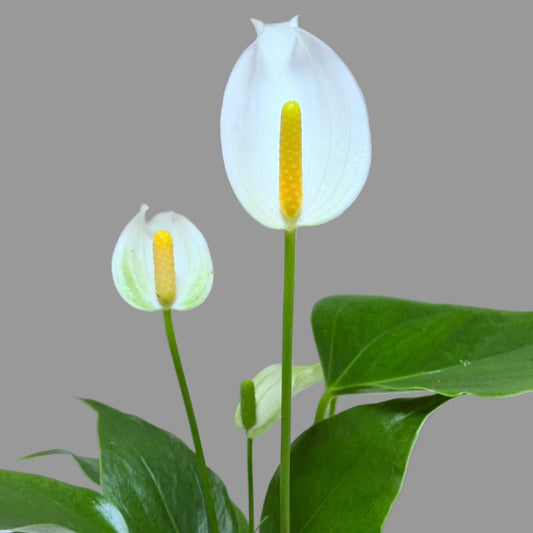 Anthurium_Banderola_White with glossy green foliage and white flowers.