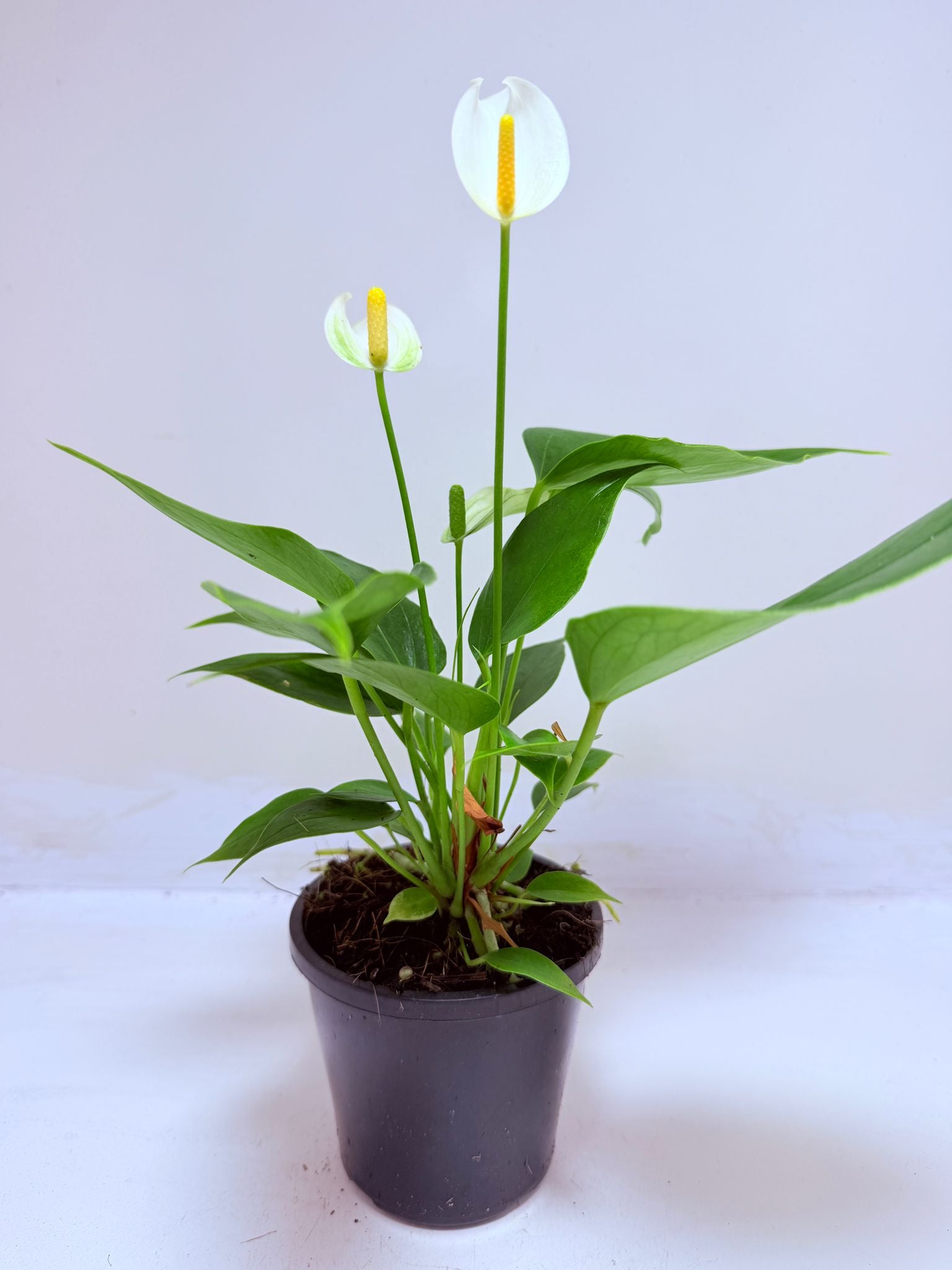 Anthurium_Banderola_White in 100mm black pot.