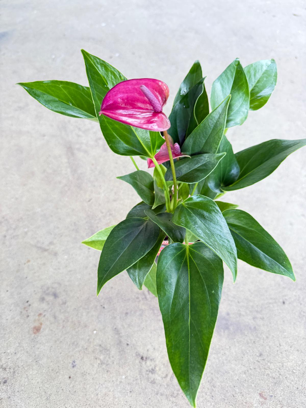 Anthurium Cirano 100mm My Store