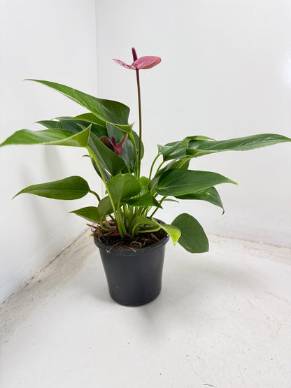 Anthurium Cirano 100mm My Store