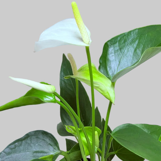 Beautiful Anthurium 'Eclyps' with glossy, dark leaves