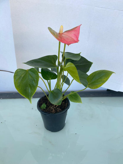 Anthurium Emma plant sold with matching pot