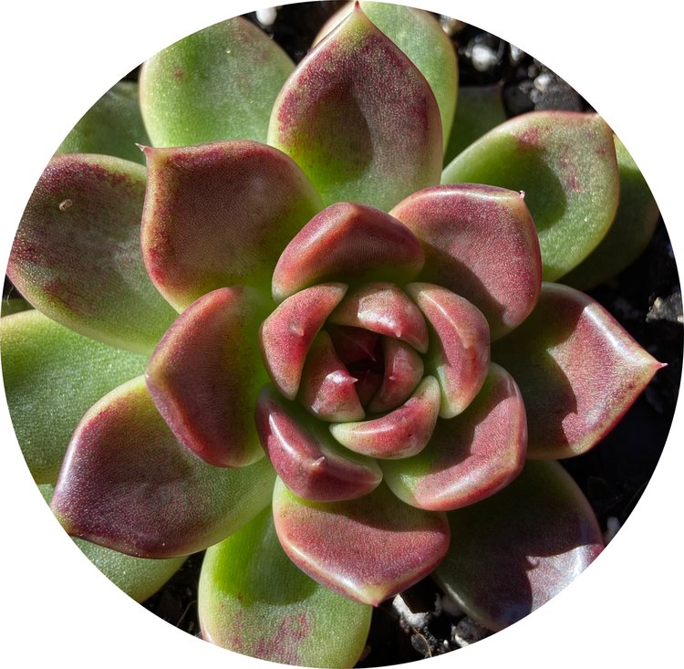 Echeveria Black Rose