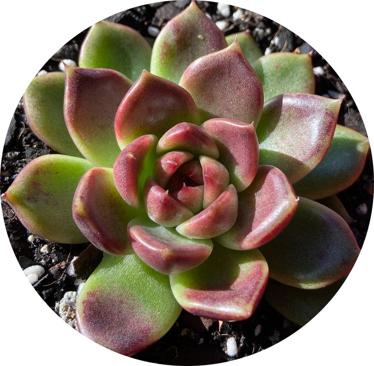 Echeveria Black Rose