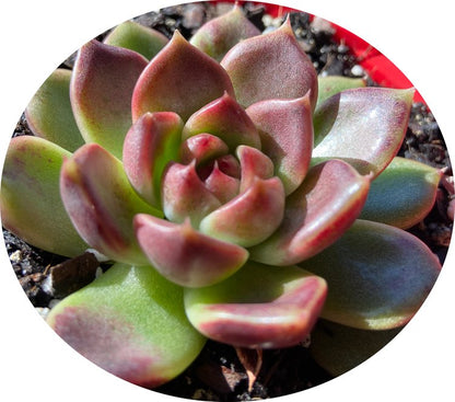 Echeveria Black Rose