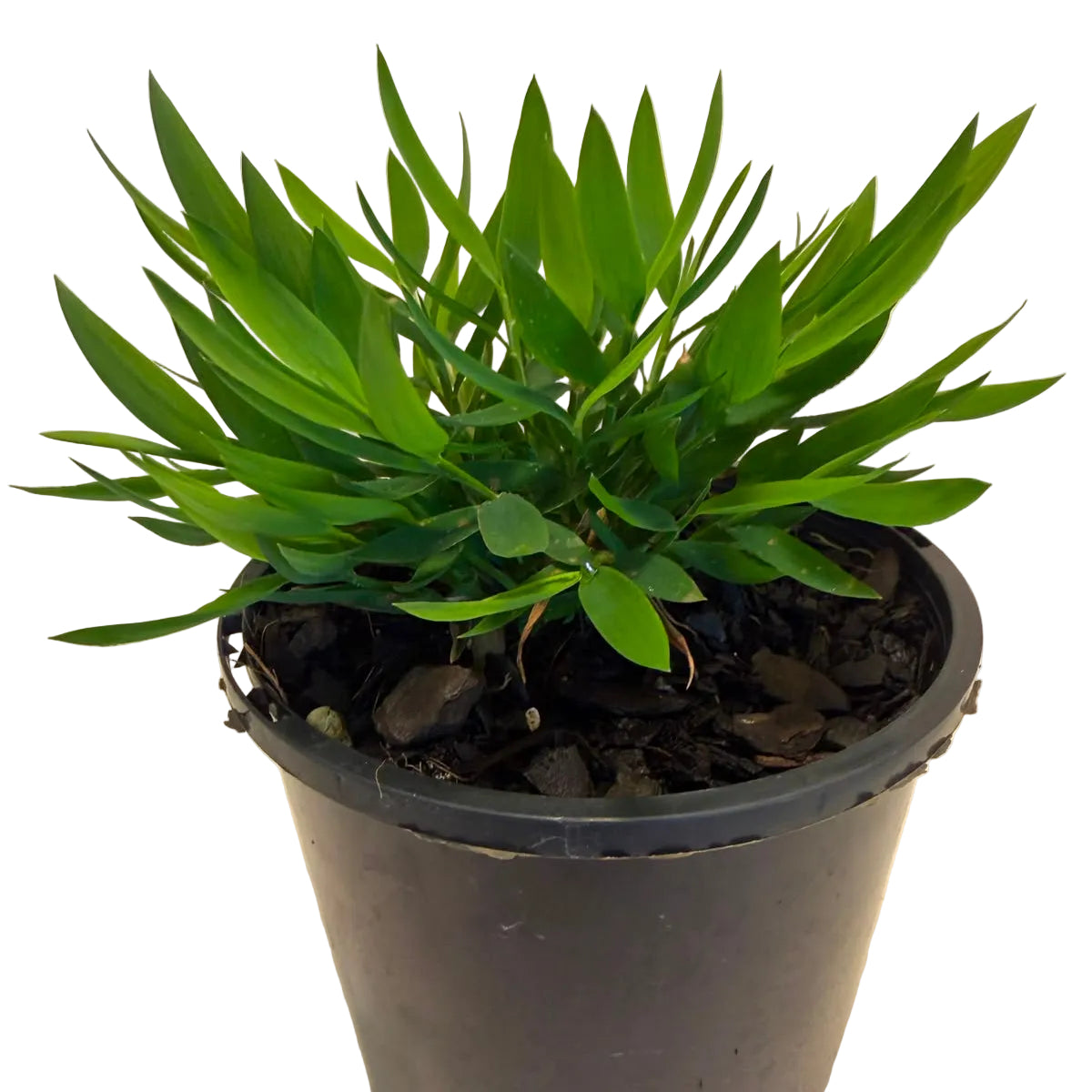 Baby Bamboo 'Ceylona' | Compact Indoor Plant Succulents World