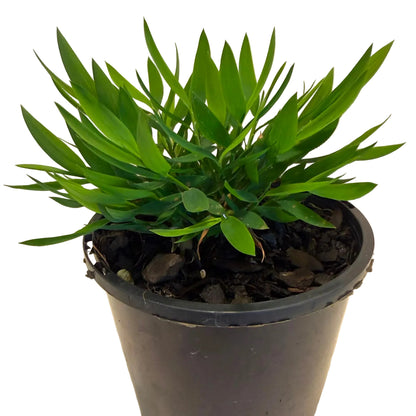 Baby Bamboo 'Ceylona' | Compact Indoor Plant Succulents World