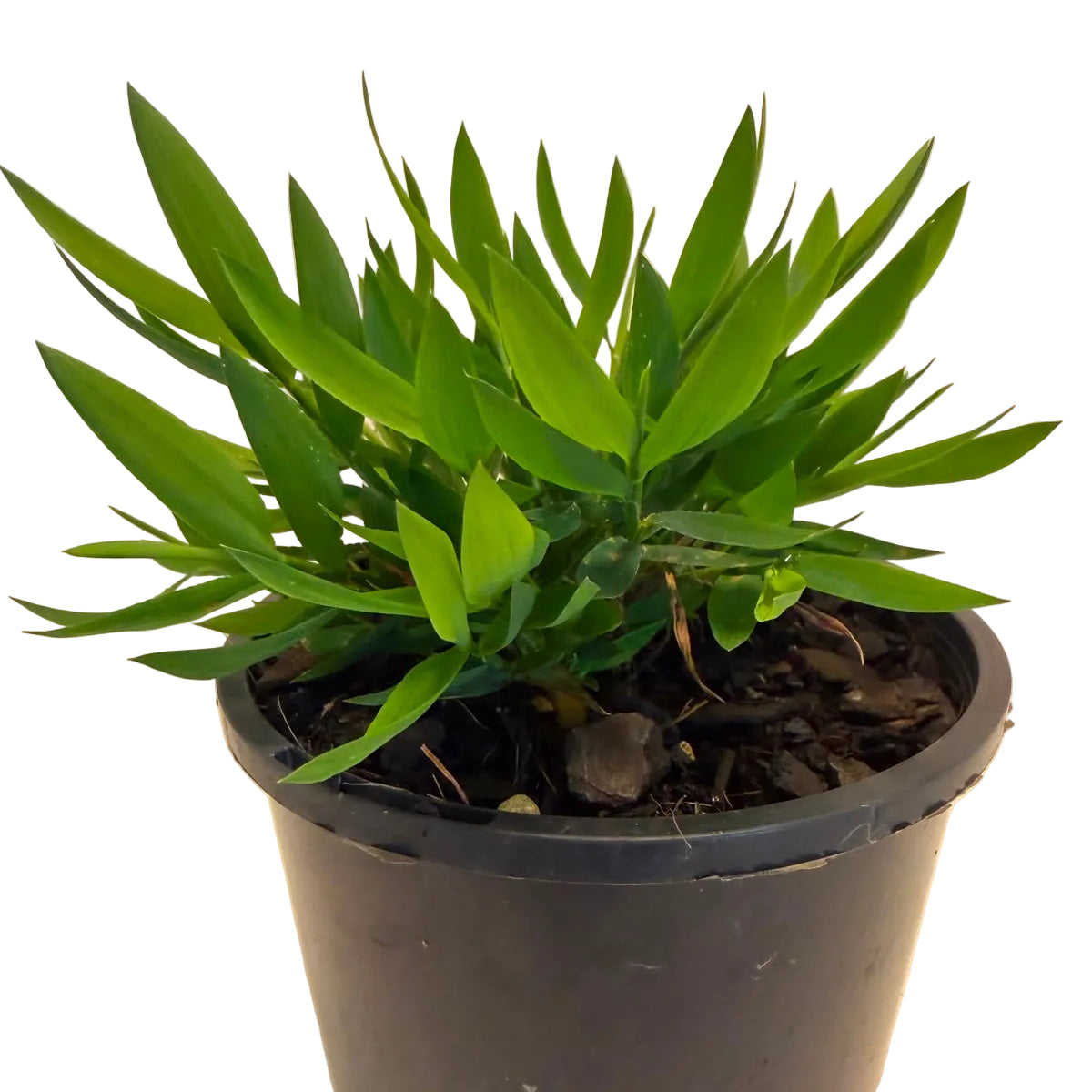 Live ornamental grass with fine bamboo-like leaves.