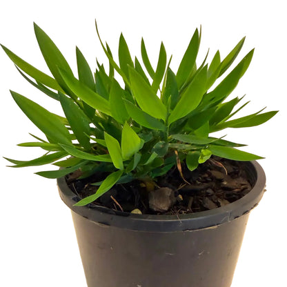 Live ornamental grass with fine bamboo-like leaves.
