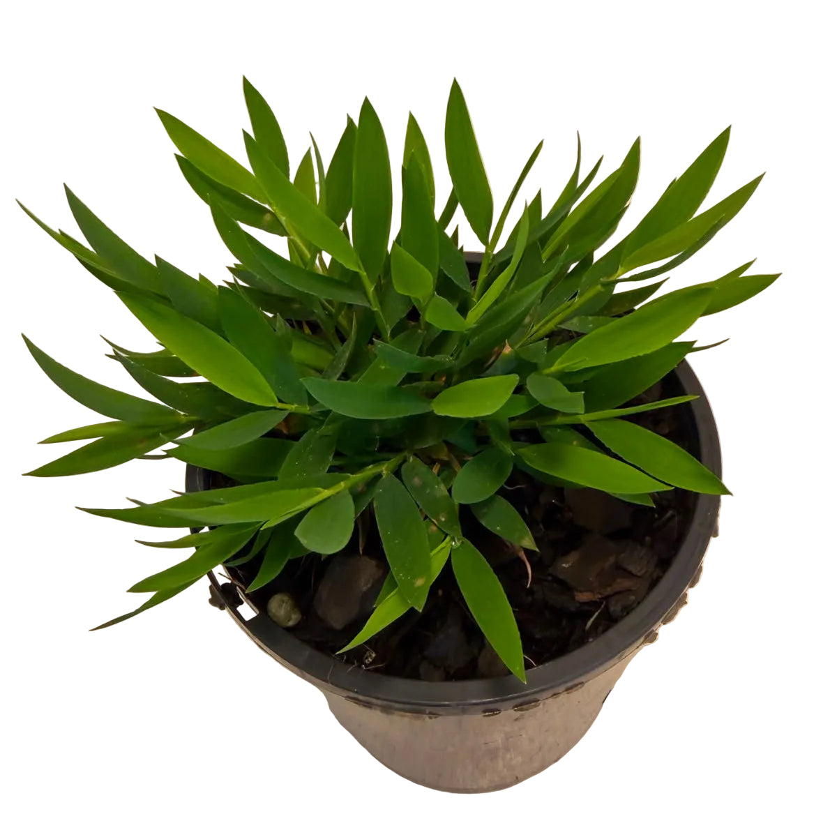 Lush Baby Bamboo plant for homes, offices and indoor displays.