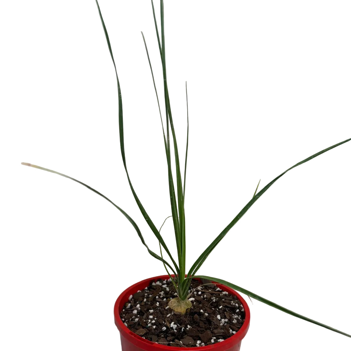 Collector's Beaucarnea gracilis with a distinctive water-storing trunk.