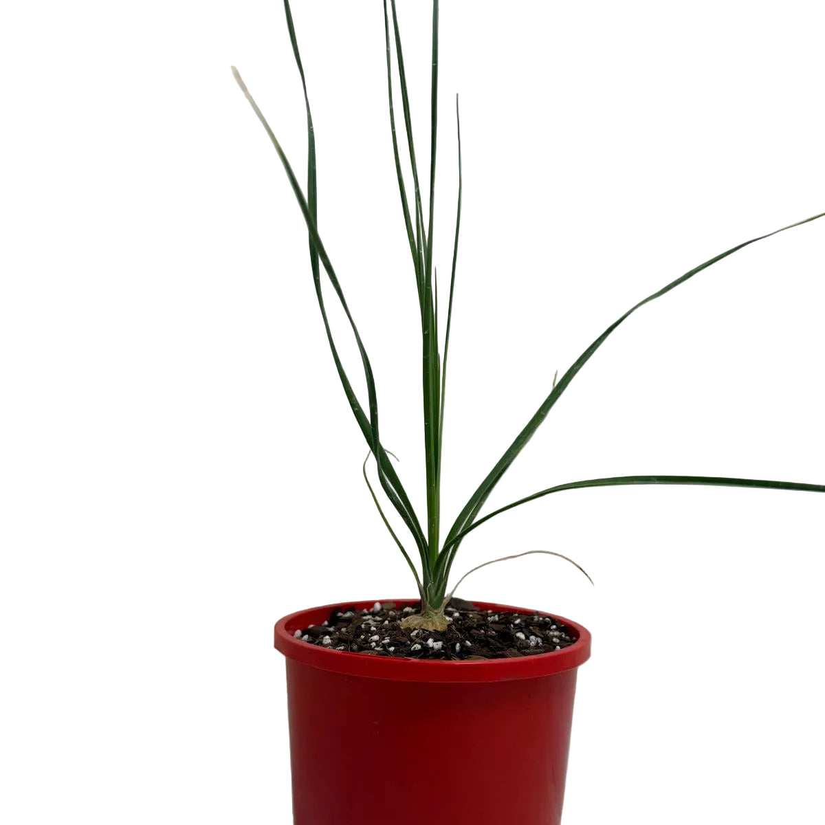 Beaucarnea gracilis indoor plant ideal for Australian homes and plant collections.