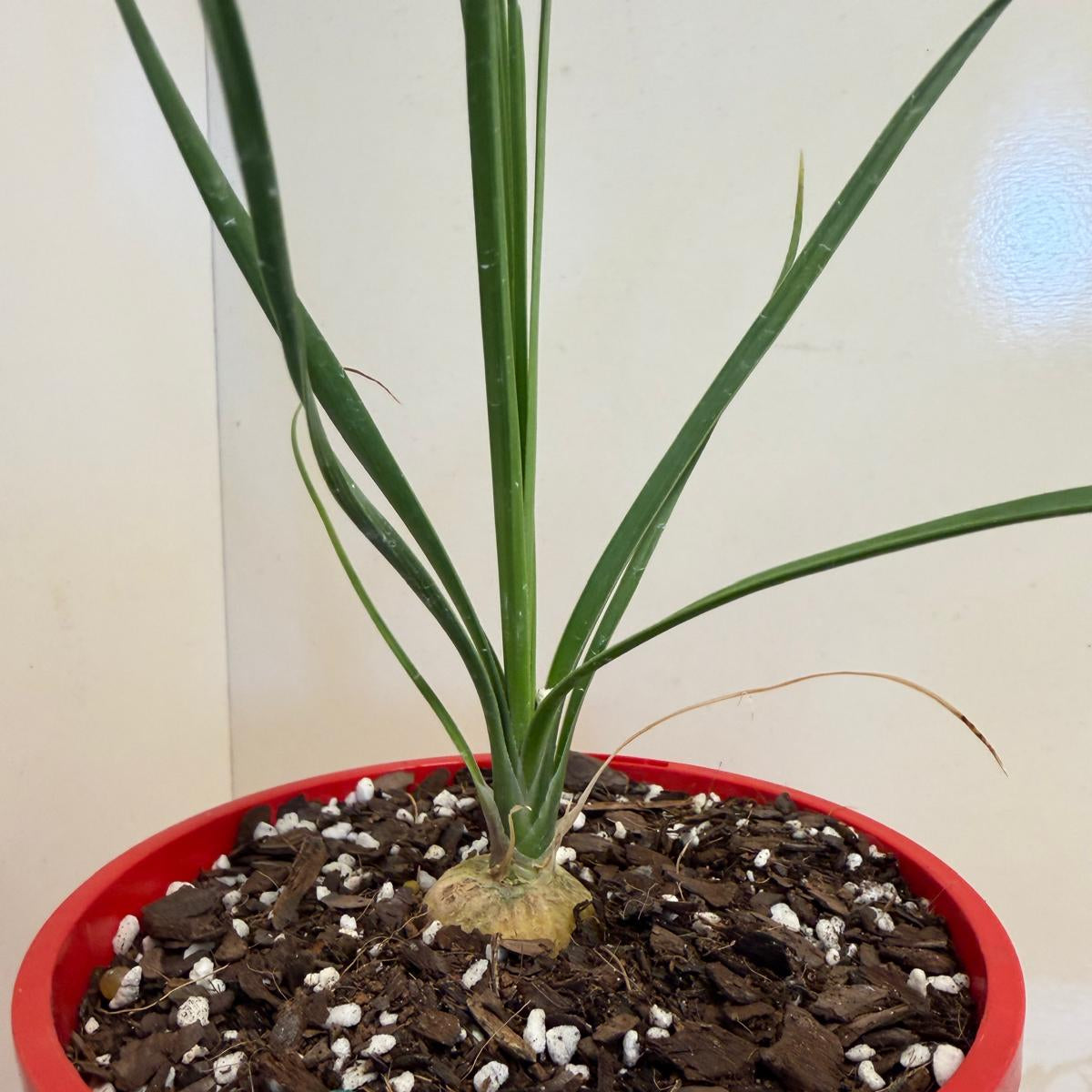 Rare Beaucarnea gracilis featuring a sculptural trunk and slender green foliage.