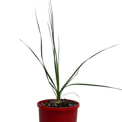 Healthy Beaucarnea gracilis growing in a 130mm nursery pot with a swollen caudex.