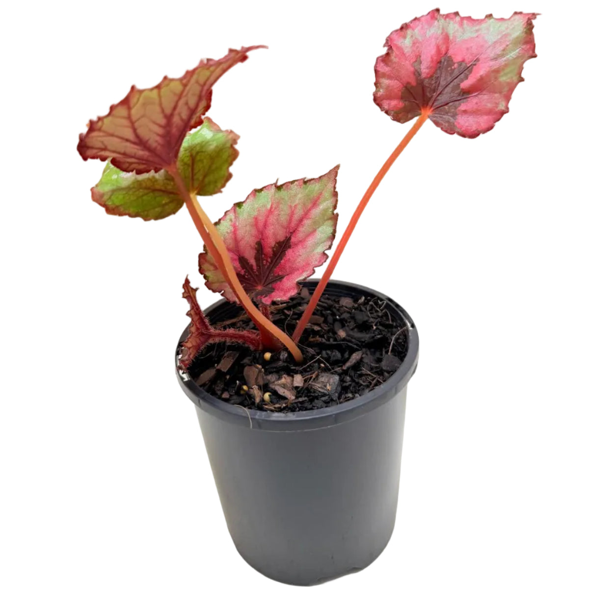 Begonia 'T-Rex Kotobuki' with colourful green, burgundy and silver foliage growing in a nursery pot