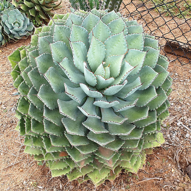 Close-up of leaf teeth on Agave potatorum Kichiokan