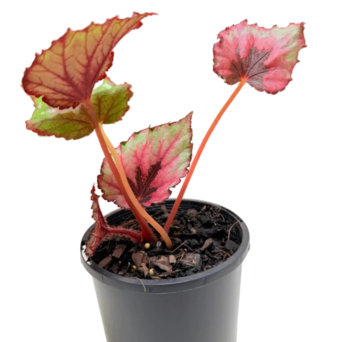 Close-up of Begonia 'T-Rex Kotobuki' displaying large patterned foliage for indoor plant collections