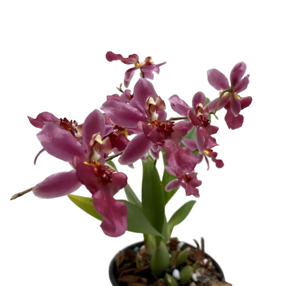 "Bptcdm. Possum Woolf orchid plant with beautiful flowers and green foliage in a nursery pot"