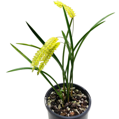 Compact Dendrochilum javierense orchid producing long arching spikes of yellow flowers