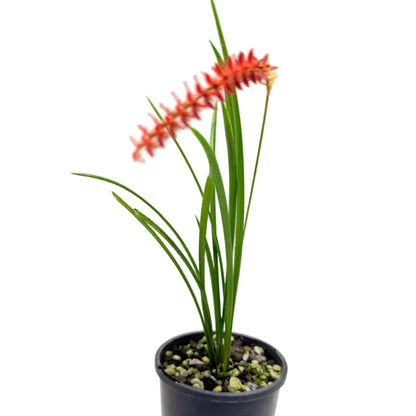 Healthy Dendrochilum wenzelii 'Short Form Red' orchid available for sale in Australia