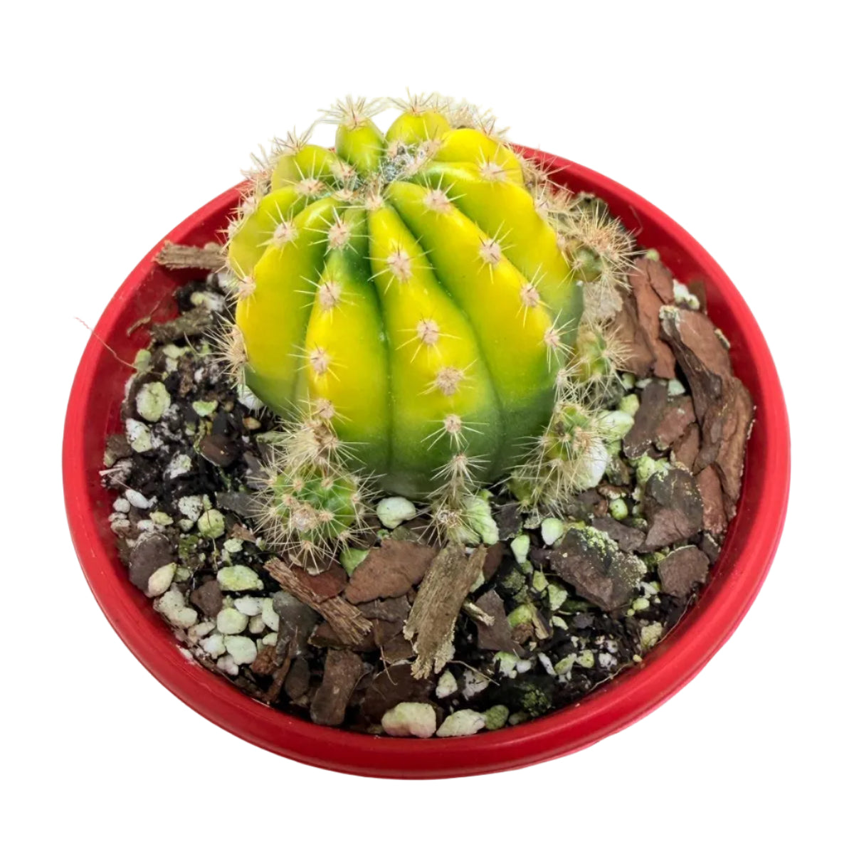 Compact Echinopsis cactus perfect for succulent collections.
