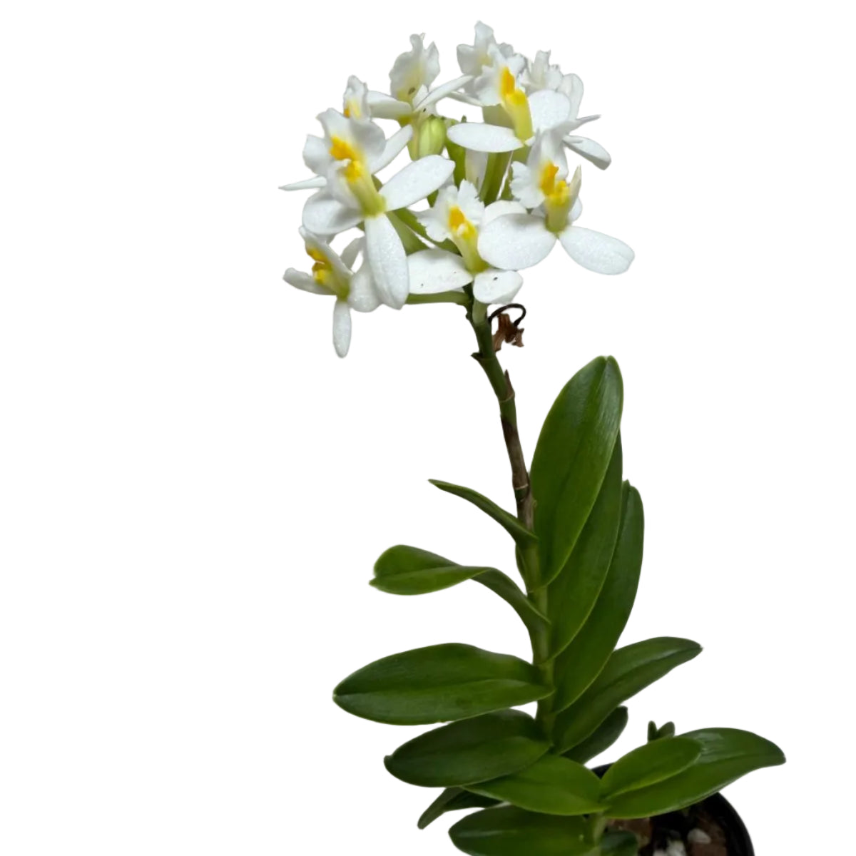 Healthy Raspberry Valley Cupid orchid in bloom.