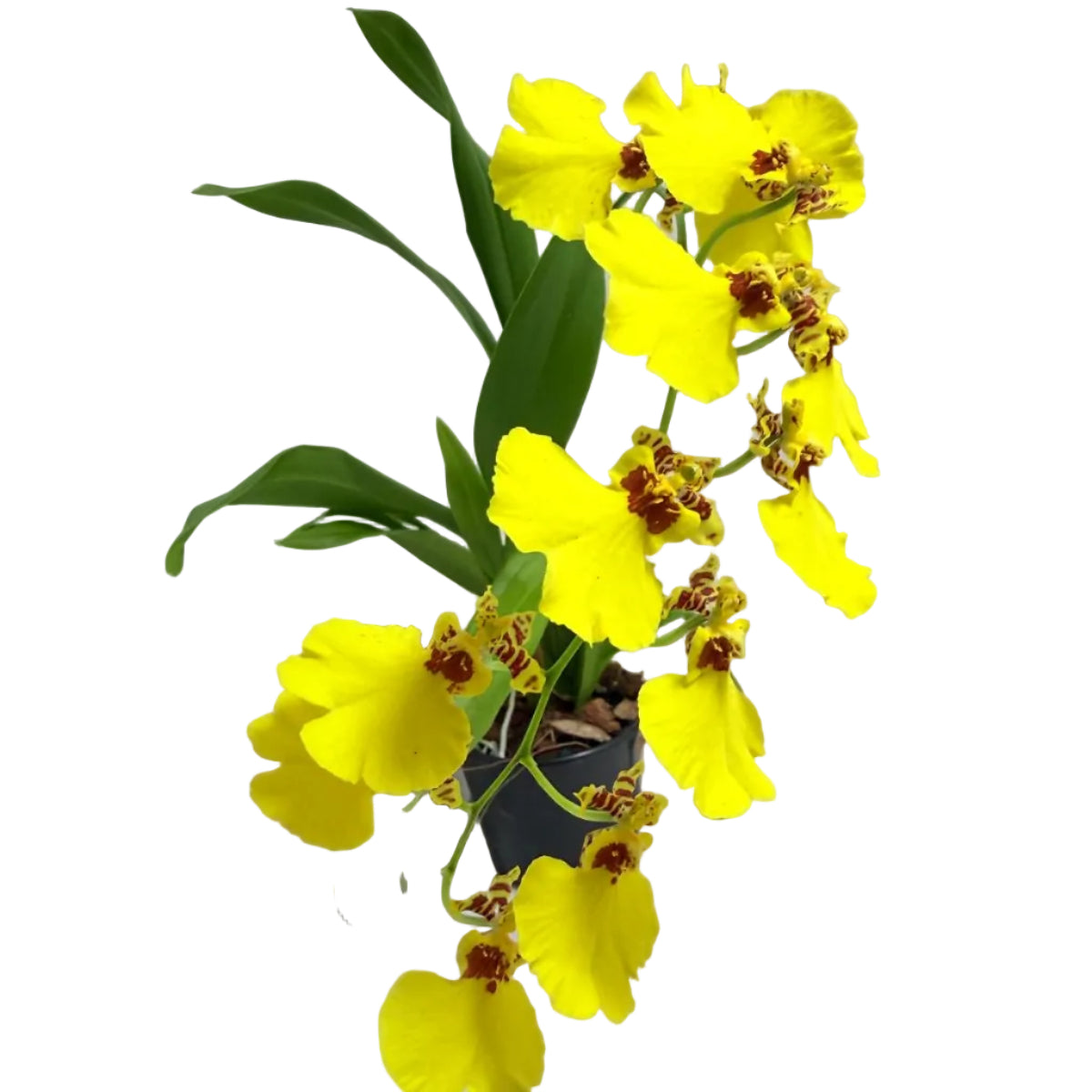 Healthy Oncidium Aloha Iwanaga growing indoors.