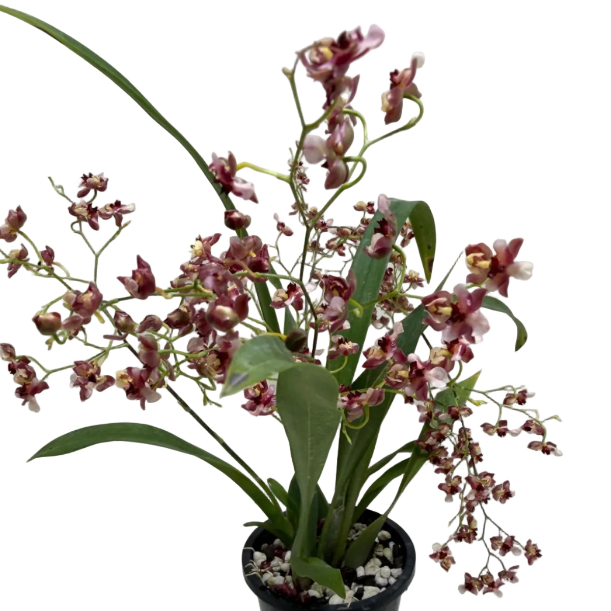 Compact Oncidium Gold Dust orchid in bloom.
