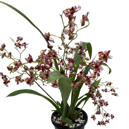 Compact Oncidium Gold Dust orchid in bloom.