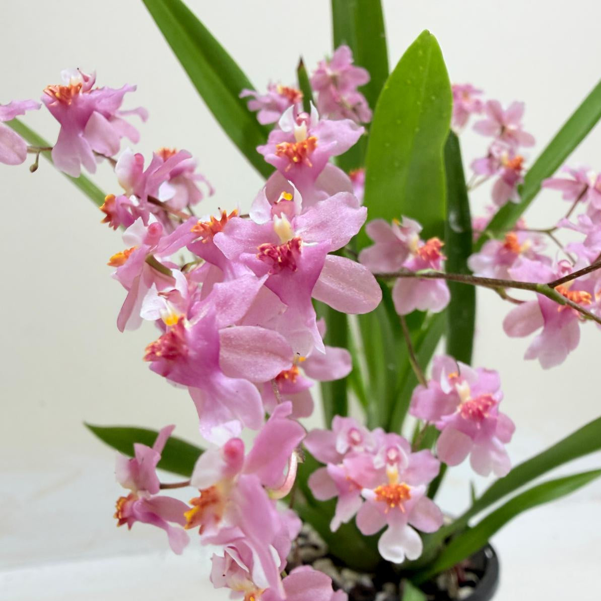 "Oncidium Twinkle Tsiku Marguerite Chain ‘TZY Dragon #1’ orchid with delicate flowering sprays in 85mm pot"